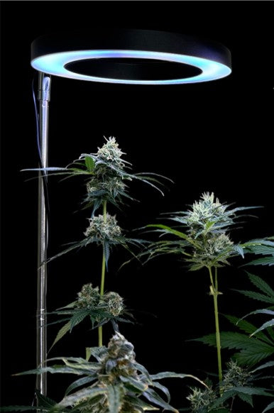 CheebaPet Halo Grow Light Plus - 72 LEDs Full Spectrum Adjustable Height 11" - 56"